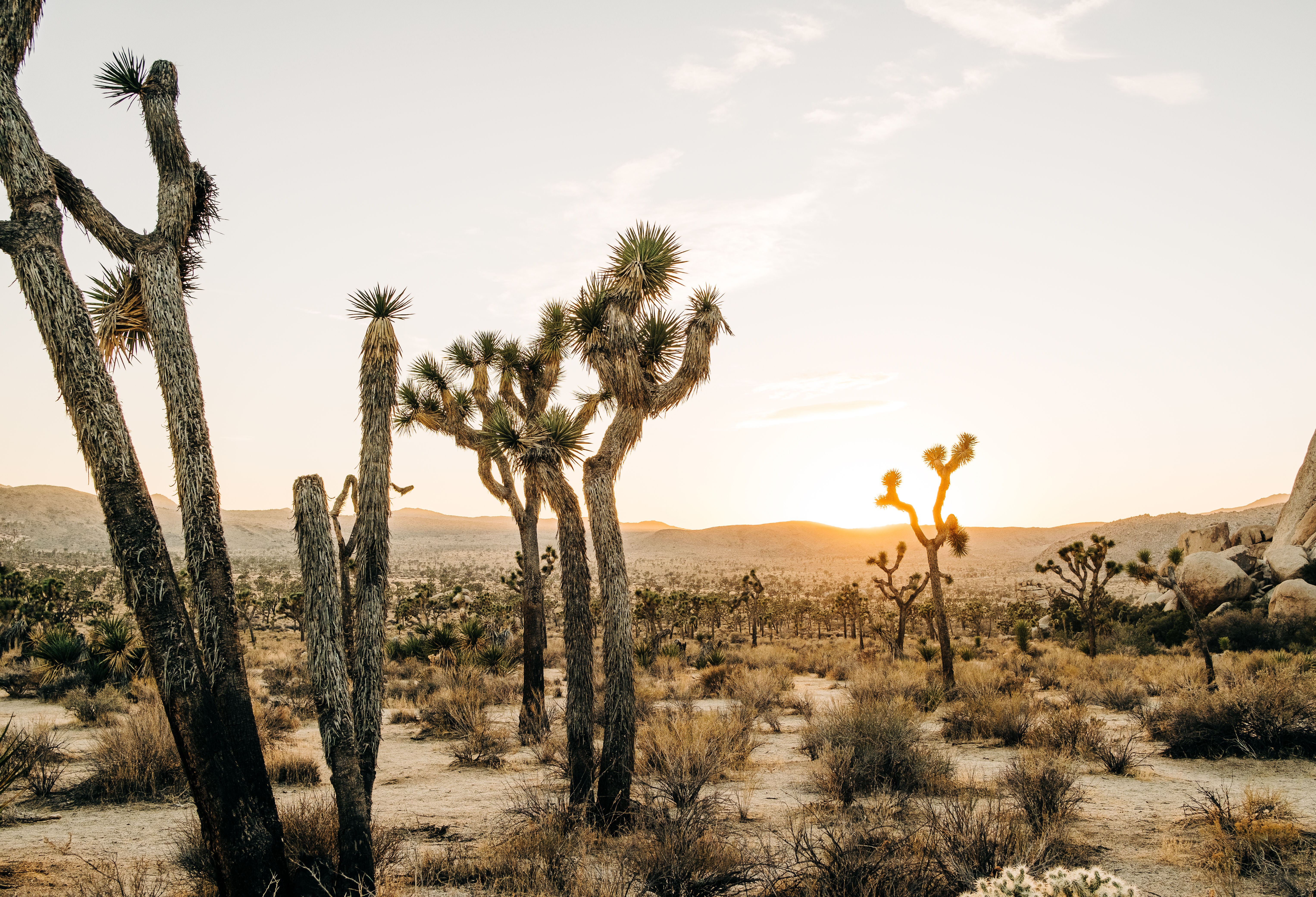 Fuji XT3 + Joshua Tree